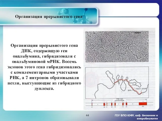 Организация прерывистого гена ГОУ ВПО ЮФУ, каф. биохимии и микробиологии