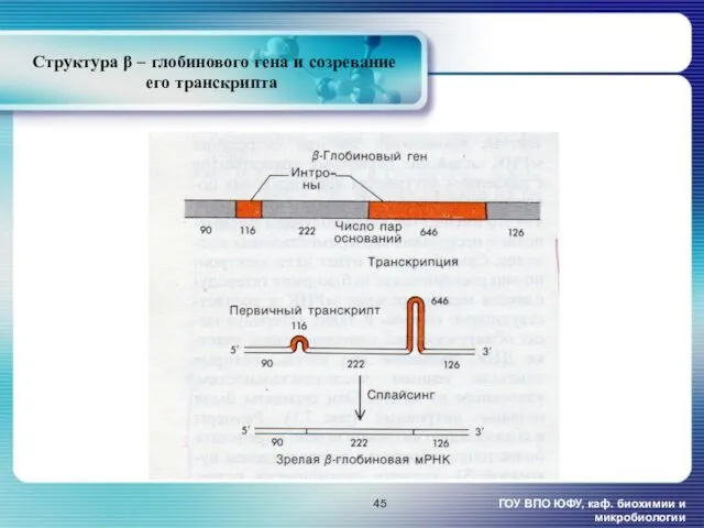 Структура β – глобинового гена и созревание его транскрипта ГОУ ВПО ЮФУ, каф. биохимии и микробиологии