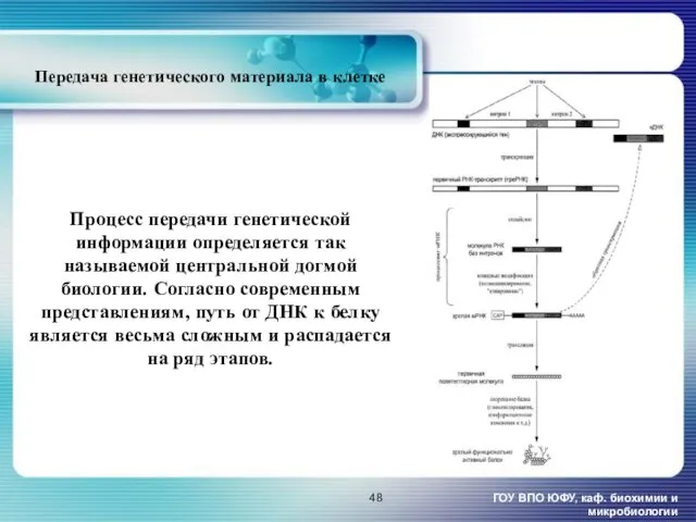 ГОУ ВПО ЮФУ, каф. биохимии и микробиологии Передача генетического материала