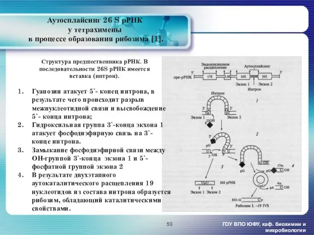 ГОУ ВПО ЮФУ, каф. биохимии и микробиологии Аутосплайсинг 26 S