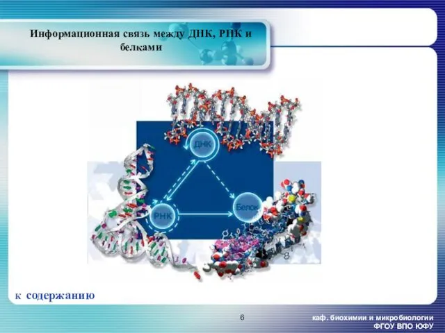 каф. биохимии и микробиологии ФГОУ ВПО ЮФУ Информационная связь между ДНК, РНК и белками К содержанию