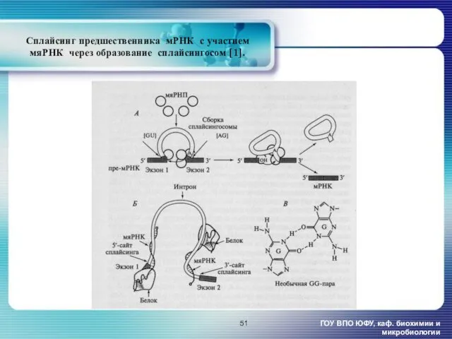 ГОУ ВПО ЮФУ, каф. биохимии и микробиологии Сплайсинг предшественника мРНК