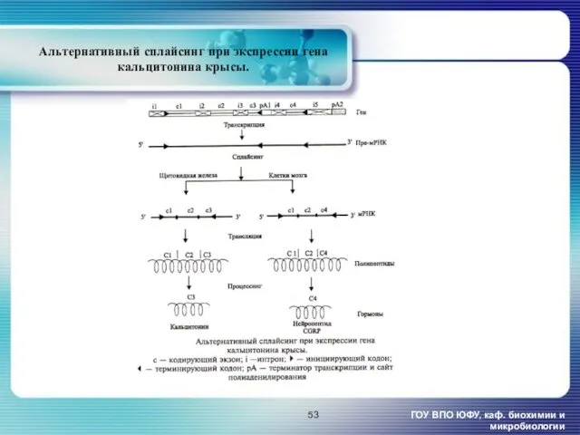 Альтернативный сплайсинг при экспрессии гена кальцитонина крысы. ГОУ ВПО ЮФУ, каф. биохимии и микробиологии
