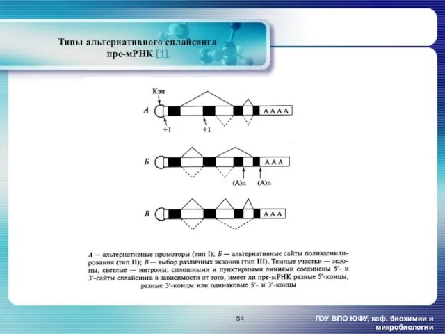 Типы альтернативного сплайсинга пре-мРНК [1]. ГОУ ВПО ЮФУ, каф. биохимии и микробиологии