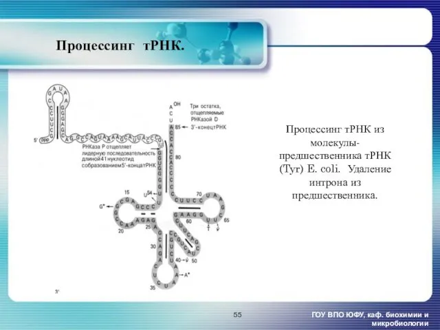 Процессинг тРНК. ГОУ ВПО ЮФУ, каф. биохимии и микробиологии Процессинг