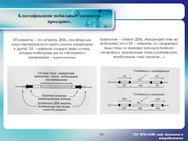 Классификация мобильных элементов прокариот. ГОУ ВПО ЮФУ, каф. биохимии и