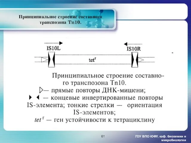 Принципиальное строение составного транспозона Tn10. ГОУ ВПО ЮФУ, каф. биохимии и микробиологии