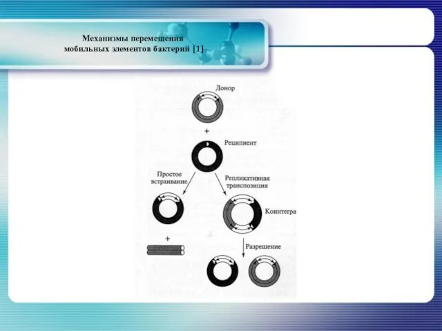 Механизмы перемещения мобильных элементов бактерий [1]