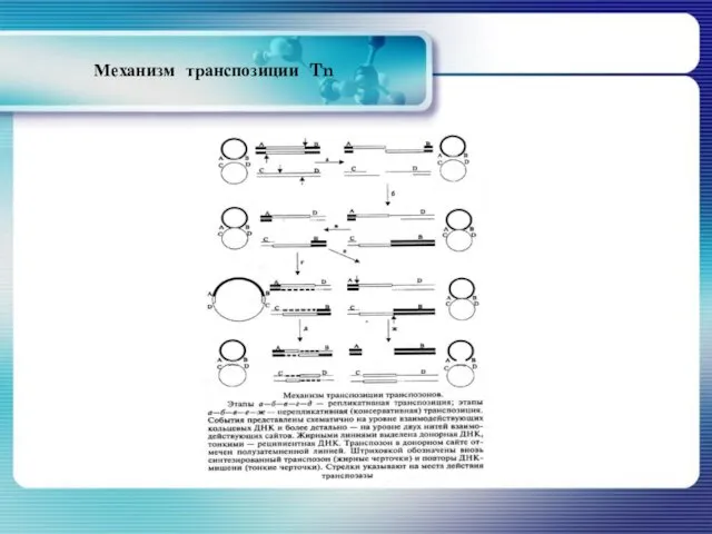 Механизм транспозиции Tn