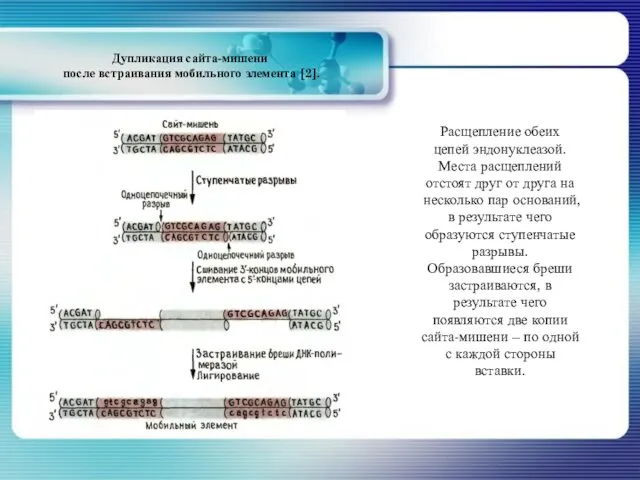 Расщепление обеих цепей эндонуклеазой. Места расщеплений отстоят друг от друга