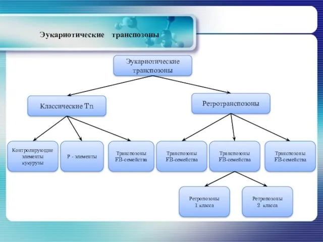 Эукариотические транспозоны