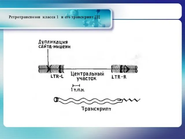 Ретротранспозон класса 1 и его транскрипт [2]