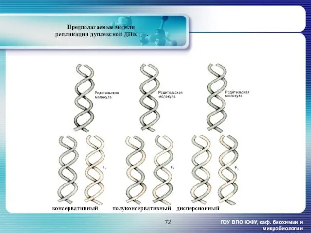 Предполагаемые модели репликации дуплексной ДНК [2]. ГОУ ВПО ЮФУ, каф. биохимии и микробиологии консервативный полуконсервативный дисперсионный