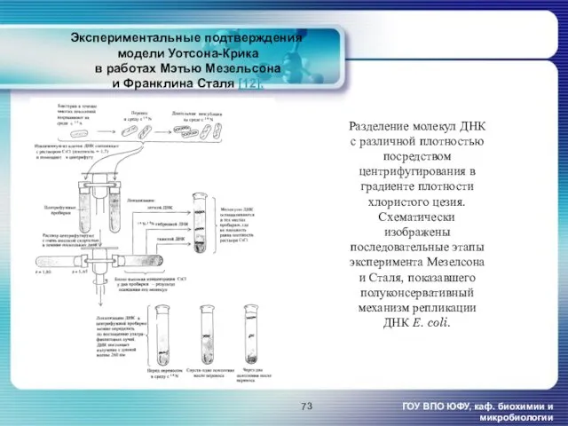 Экспериментальные подтверждения модели Уотсона-Крика в работах Мэтью Мезельсона и Франклина