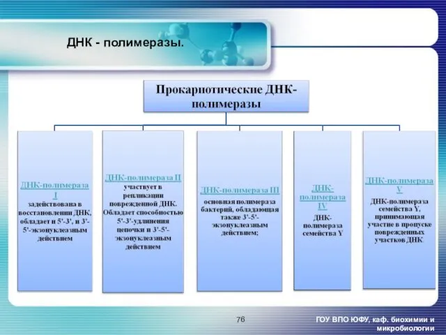 ГОУ ВПО ЮФУ, каф. биохимии и микробиологии ДНК - полимеразы.