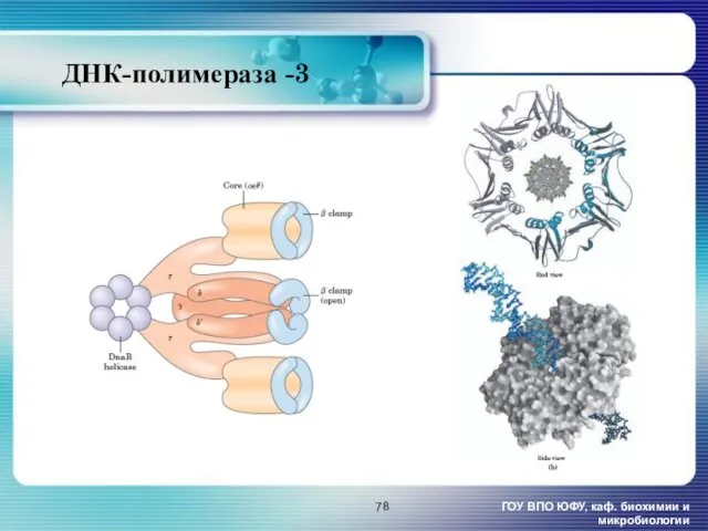 ДНК-полимераза -3 ГОУ ВПО ЮФУ, каф. биохимии и микробиологии
