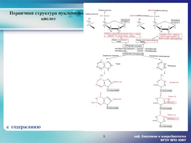 каф. биохимии и микробиологии ФГОУ ВПО ЮФУ Первичная структура нуклеиновых кислот К содержанию