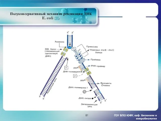 Полуконсервативный механизм репликации ДНК E. coli [9]. ГОУ ВПО ЮФУ, каф. биохимии и микробиологии