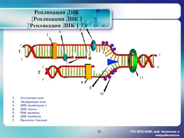 Репликация ДНК [Репликация ДНК [ 7Репликация ДНК [ 7]. ГОУ