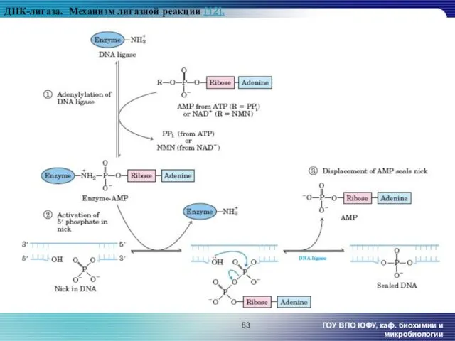 ДНК-лигаза. Механизм лигазной реакции [12]. ГОУ ВПО ЮФУ, каф. биохимии и микробиологии