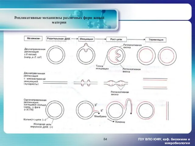 ГОУ ВПО ЮФУ, каф. биохимии и микробиологии Репликативные механизмы различных форм живой материи