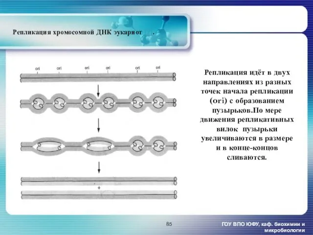 Репликация хромосомной ДНК эукариот [2]. ГОУ ВПО ЮФУ, каф. биохимии