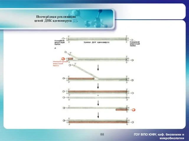 Поочерёдная репликация цепей ДНК аденовируса [2]. ГОУ ВПО ЮФУ, каф. биохимии и микробиологии