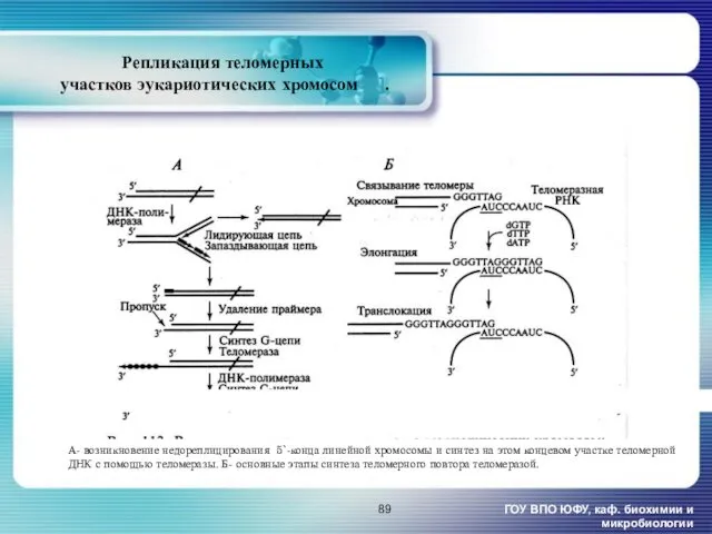 Репликация теломерных участков эукариотических хромосом [1]. ГОУ ВПО ЮФУ, каф.