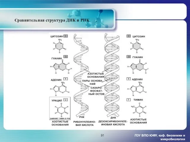 Сравнительная структура ДНК и РНК [5]. ГОУ ВПО ЮФУ, каф. биохимии и микробиологии