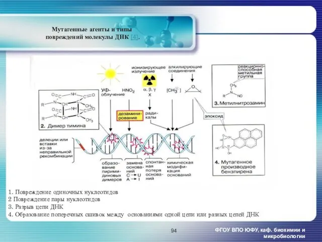 Мутагенные агенты и типы повреждений молекулы ДНК [4]. ФГОУ ВПО
