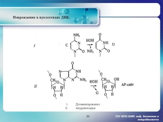 Повреждения в нуклеотидах ДНК. ГОУ ВПО ЮФУ, каф. биохимии и микробиологии Дезаминирование Апуринизация
