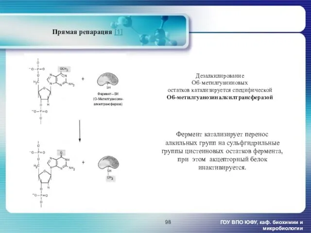 Прямая репарация [1] ГОУ ВПО ЮФУ, каф. биохимии и микробиологии