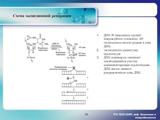 Схема эксцизионной репарации [1]. ГОУ ВПО ЮФУ, каф. биохимии и