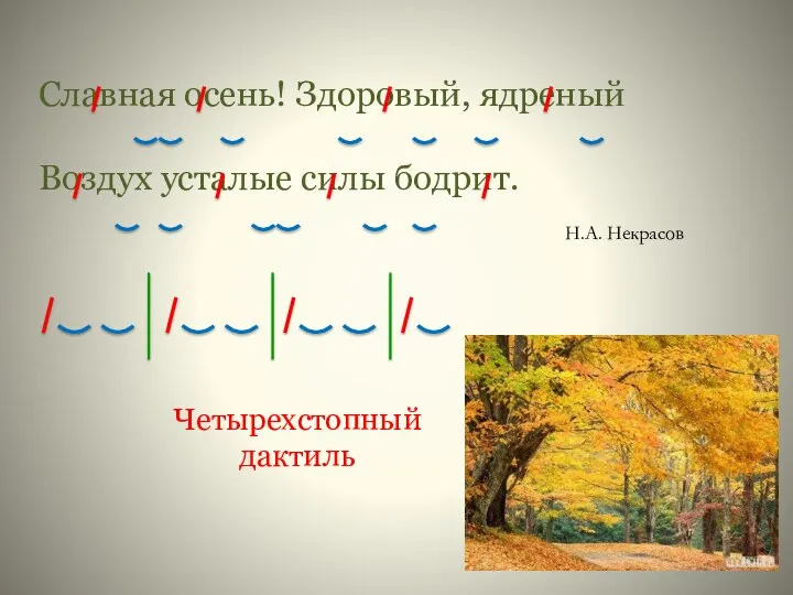 Четырехстопный дактиль Славная осень! Здоровый, ядреный Воздух усталые силы бодрит. Н.А. Некрасов