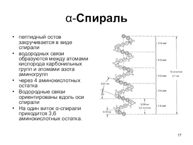 α-Спираль пептидный остов закручивается в виде спирали водородных связи образуются