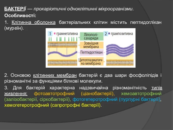 БАКТЕРІЇ — прокаріотичні одноклітинні мікроорганізми. Особливості: 1. Клітинна оболонка бактеріальних