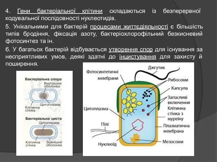 4. Гени бактеріальної клітини складаються із безперервної кодувальної послідовності нуклеотидів.