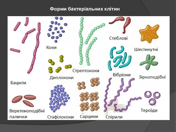 Форми бактеріальних клітин