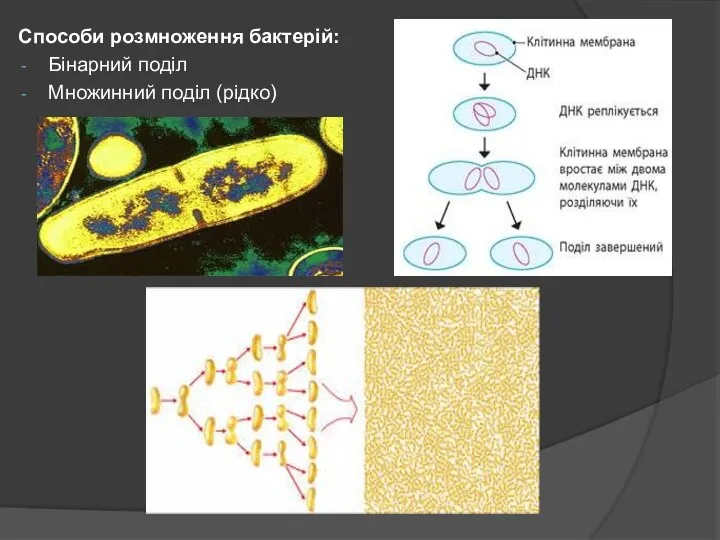 Способи розмноження бактерій: Бінарний поділ Множинний поділ (рідко)