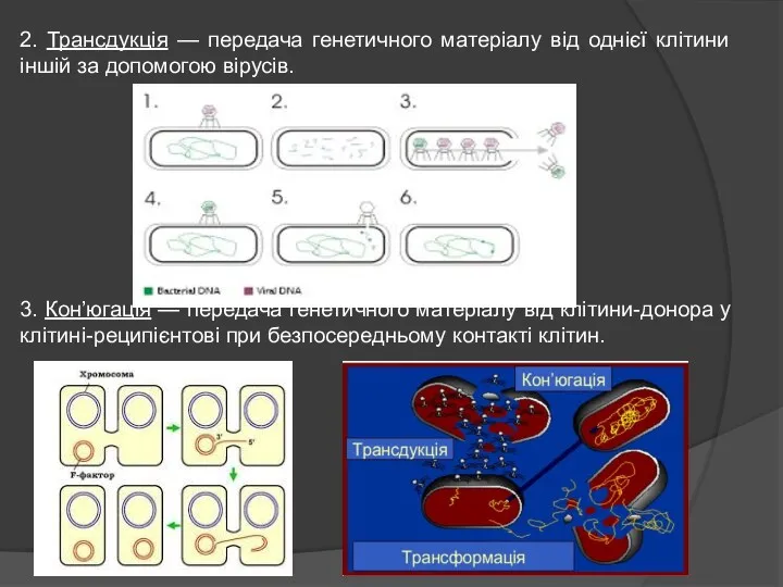 2. Трансдукція — передача генетичного матеріалу від однієї клітини іншій