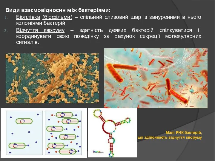Види взаємовідносин між бактеріями: Біоплівка (біофільми) – спільний слизовий шар