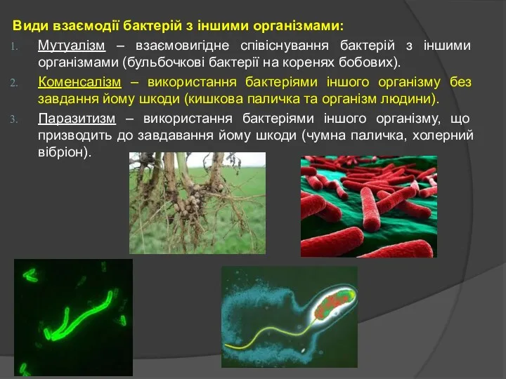 Види взаємодії бактерій з іншими організмами: Мутуалізм – взаємовигідне співіснування