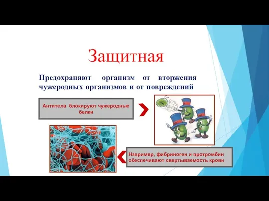 Защитная Например, фибриноген и протромбин обеспечивают свертываемость крови Антитела блокируют чужеродные белки Предохраняют