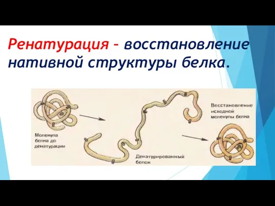 Ренатурация – восстановление нативной структуры белка.