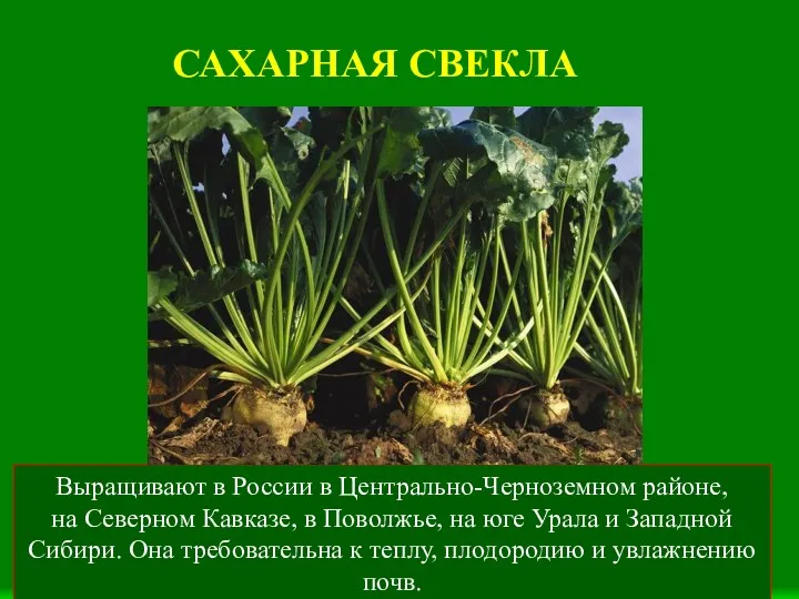 САХАРНАЯ СВЕКЛА Выращивают в России в Центрально-Черноземном районе, на Северном Кавказе, в Поволжье,
