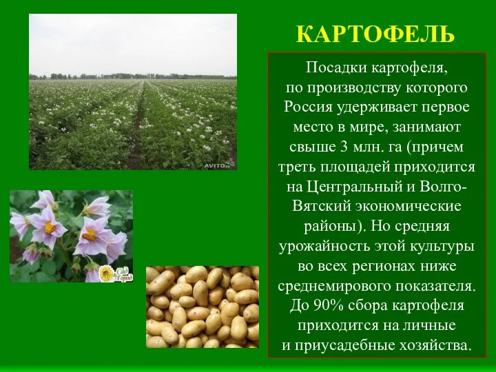 КАРТОФЕЛЬ Посадки картофеля, по производству которого Россия удерживает первое место в мире, занимают