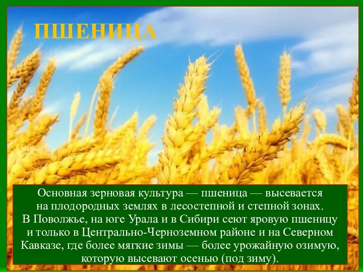 ПШЕНИЦА Основная зерновая культура — пшеница — высевается на плодородных землях в лесостепной