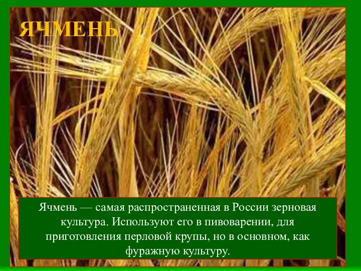 ЯЧМЕНЬ Ячмень — самая распространенная в России зерновая культура. Используют его в пивоварении,