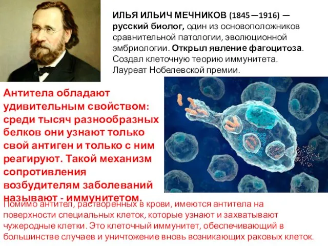 ИЛЬЯ ИЛЬИЧ МЕЧНИКОВ (1845—1916) — русский биолог, один из основоположников