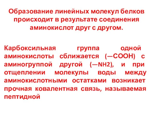 Образование линейных молекул белков происходит в результате соединения аминокислот друг